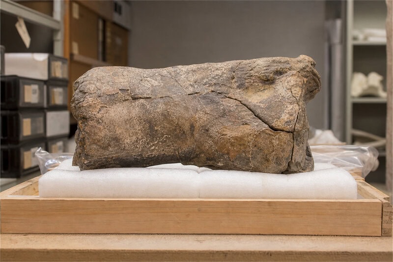 Antarctica’s First Dinosaur Fossil Identified as a Titanosaur