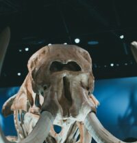 Ancient DNA Shows Ice Age Hunters Killed Female Woolly Mammoths 70% of the Time