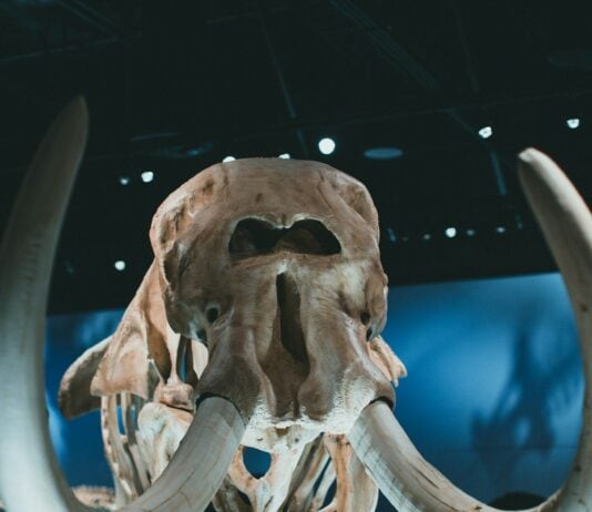 Ancient DNA Shows Ice Age Hunters Killed Female Woolly Mammoths 70% of the Time