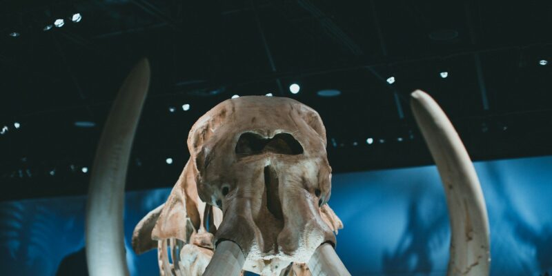 Ancient DNA Shows Ice Age Hunters Killed Female Woolly Mammoths 70% of the Time