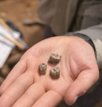 Fossil Teeth Dated to 2.8 Million Years Ago May Rewrite Human Origins