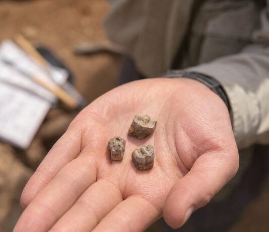 Fossil Teeth Dated to 2.8 Million Years Ago May Rewrite Human Origins