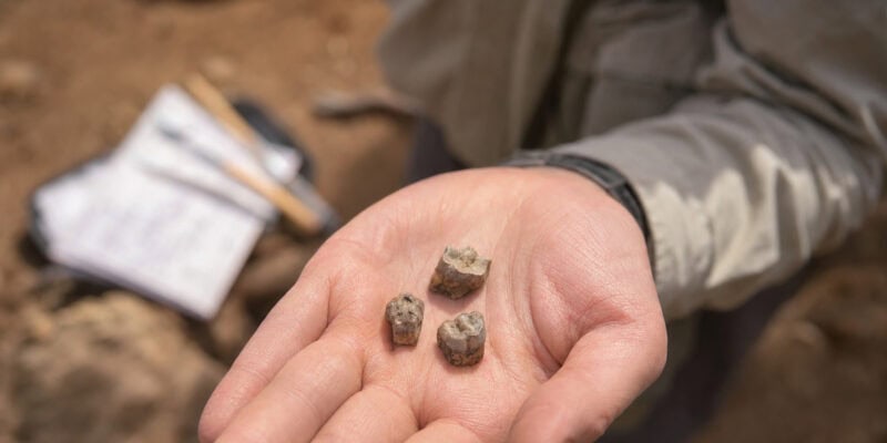 Fossil Teeth Dated to 2.8 Million Years Ago May Rewrite Human Origins