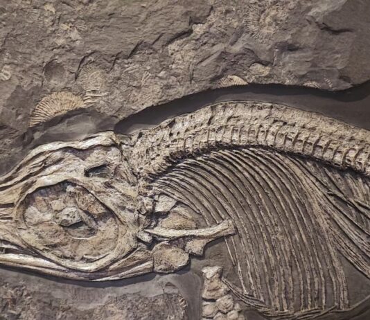 245-Million-Year-Old Fossil Still Has Its Liver — Inside a Triassic Sea Reptile