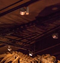 T. Rex Sold for $50M at Auction — and Paleontologists Fear a Fossil Rush