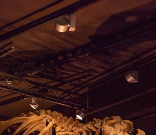 T. Rex Sold for $50M at Auction — and Paleontologists Fear a Fossil Rush
