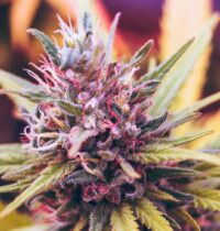 Cannabis Entourage Effect Is Real But Receptor-Specific, New Study Finds