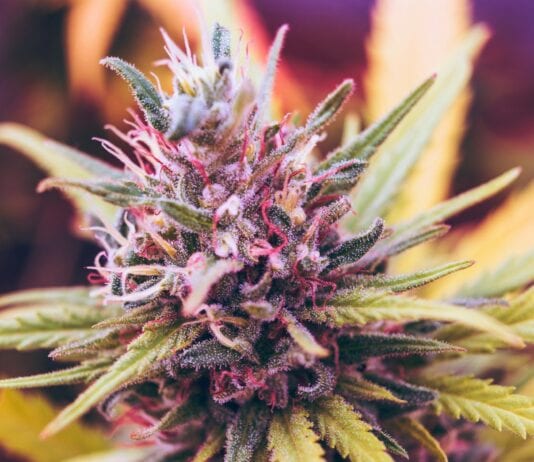 Cannabis Entourage Effect Is Real But Receptor-Specific, New Study Finds