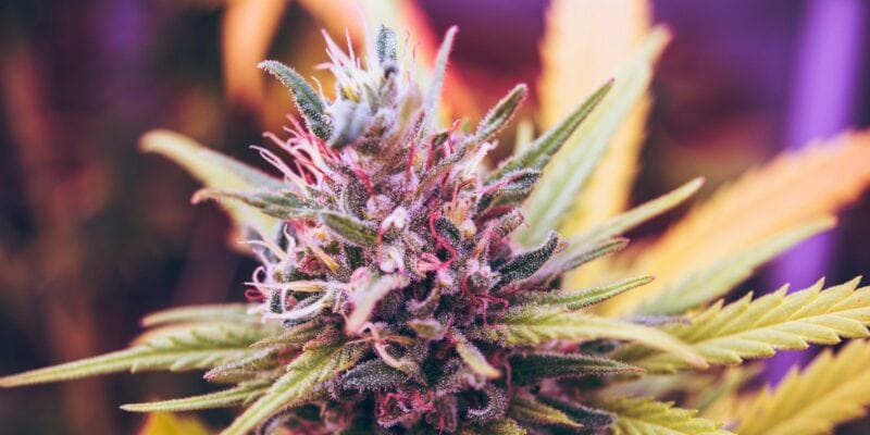 Cannabis Entourage Effect Is Real But Receptor-Specific, New Study Finds