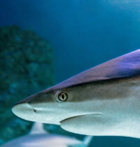 Sharks Make Clicking Sounds During Social Contact, Study Finds
