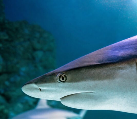 Sharks Make Clicking Sounds During Social Contact, Study Finds