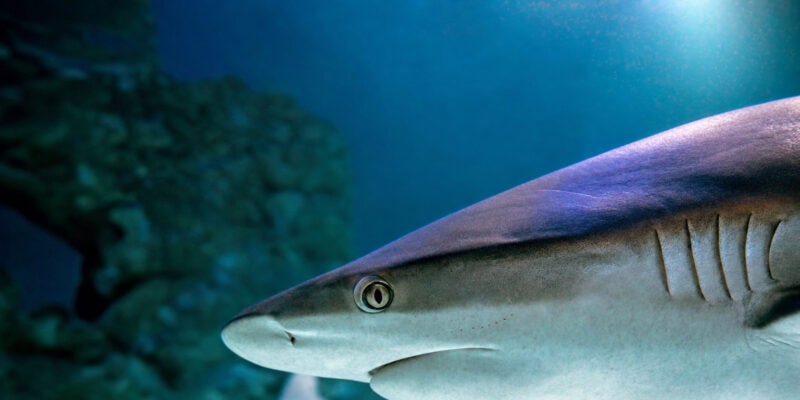 Sharks Make Clicking Sounds During Social Contact, Study Finds