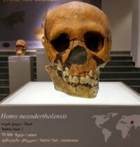 Neanderthal Inbreeding Wasn’t Their Doom — New DNA Study Rewrites the Story
