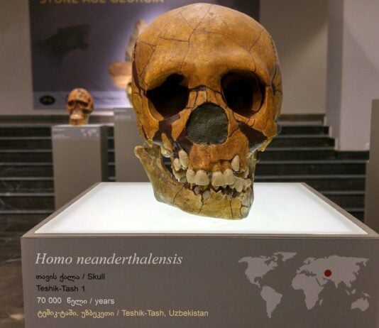 Neanderthal Inbreeding Wasn’t Their Doom — New DNA Study Rewrites the Story
