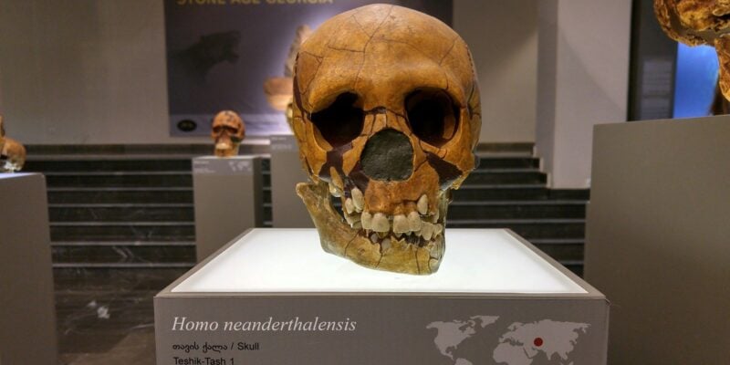 Neanderthal Inbreeding Wasn’t Their Doom — New DNA Study Rewrites the Story