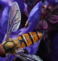 Insects That Start With H: Why Hornets and Hoverflies Surprise Scientists