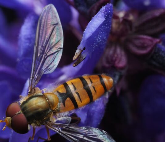 Insects That Start With H: Why Hornets and Hoverflies Surprise Scientists