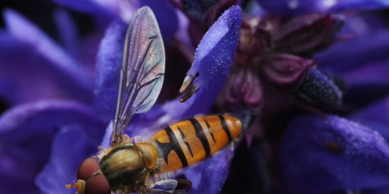 Insects That Start With H: Why Hornets and Hoverflies Surprise Scientists