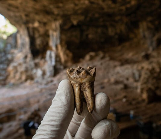 Ancient DNA Survived 50,000 Years in a South African Cave Despite the Heat