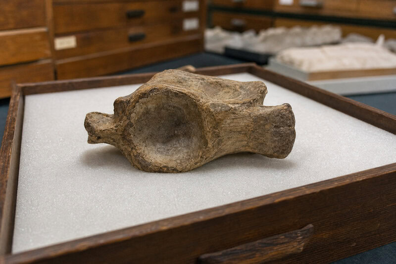 Antarctica’s First Dinosaur Bone Sat in a Museum Drawer for 40 Years