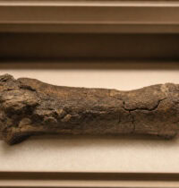 Antarctica’s First Dinosaur Bone Sat in a Museum Drawer for 40 Years