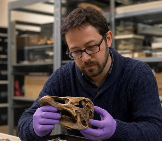 Antarctica’s First Dinosaur Fossil Spent 40 Years Mislabeled in a Drawer