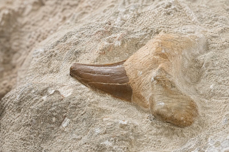 Ancient DNA Survived 50,000 Years in a South African Cave Despite the Heat