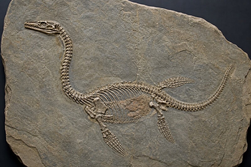 245-Million-Year-Old Fossil Still Has Its Liver — Inside a Triassic Sea Reptile