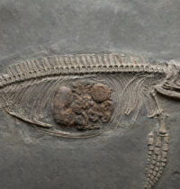 Fossil Preserves Liver, Stomach & Gut of a 245-Million-Year-Old Sea Reptile