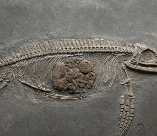 Fossil Preserves Liver, Stomach & Gut of a 245-Million-Year-Old Sea Reptile