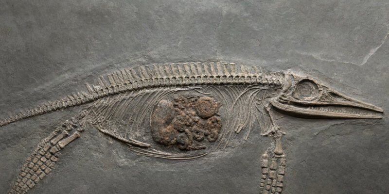 Fossil Preserves Liver, Stomach & Gut of a 245-Million-Year-Old Sea Reptile