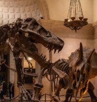 Dinosaur Bones Sold at Auction Hit $50M — Locking Scientists Out Forever