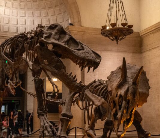 Dinosaur Bones Sold at Auction Hit $50M — Locking Scientists Out Forever