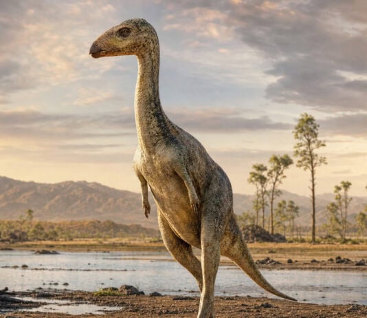 Bipedal Crocodile Relative Had Tiny Arms and a Beak—Not a Dinosaur