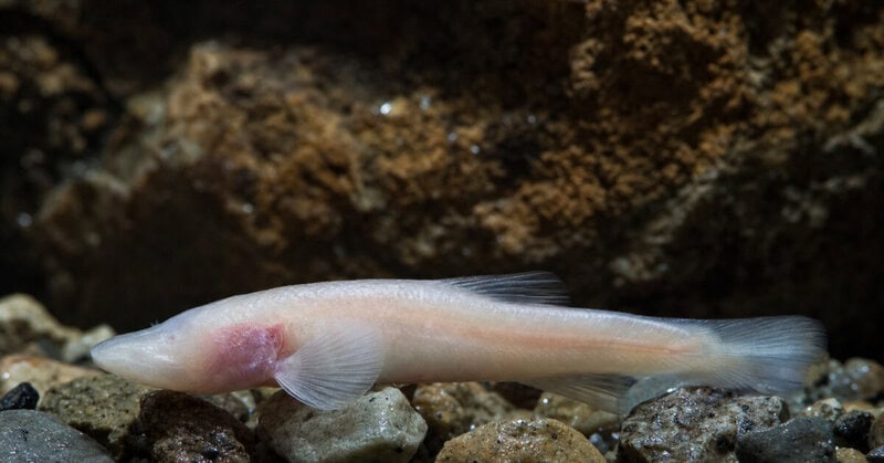 Underground Fish New Cavefish Species Found Under a U.S. Army Base Had Hidden There for Ages