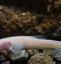 New Cavefish Species Found Under a U.S. Army Base Had Hidden There for Ages