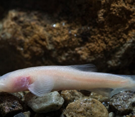 New Cavefish Species Found Under a U.S. Army Base Had Hidden There for Ages