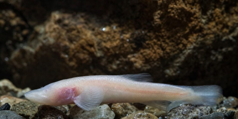New Cavefish Species Found Under a U.S. Army Base Had Hidden There for Ages