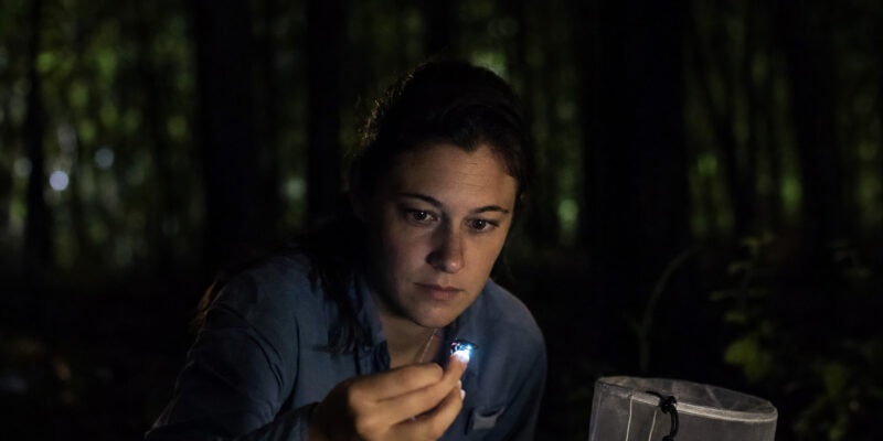 Rare Piedmont Blue Ghost Firefly Found in Mecklenburg County Park