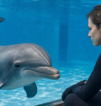 Dolphin Captivity Rewires the Brain: What Decades of Research Found