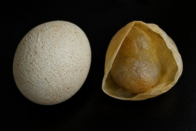 Some Dinosaurs Laid Soft, Leathery Eggs — and We Almost Missed It