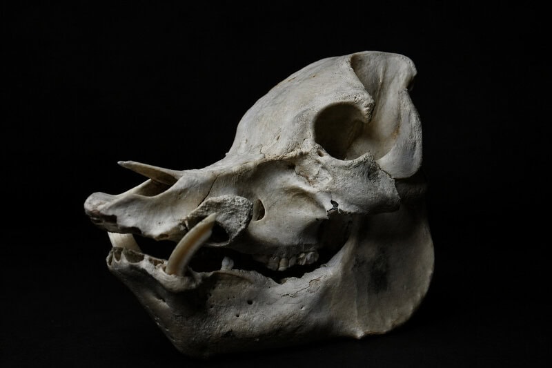 Portugal’s Ancient Brown Bears Shrank for Millennia &mdash; Humans Likely to Blame