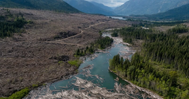 Logging Rivers Clogged Clear-Cut Logging Can Make a 50-Year Flood Hit Every 3 Years