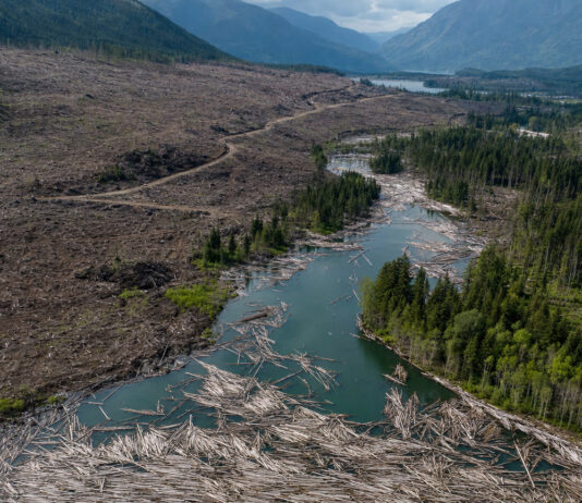 Clear-Cut Logging Can Make a 50-Year Flood Hit Every 3 Years