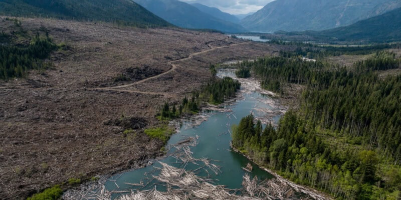 Clear-Cut Logging Can Make a 50-Year Flood Hit Every 3 Years
