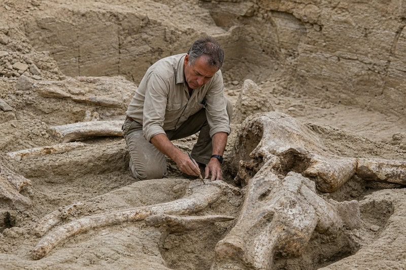 T. Rex Sold for $50M at Auction &mdash; and Paleontologists Fear a Fossil Rush