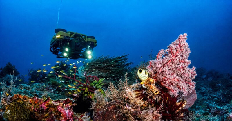 Underwater drone discovers forgotten coral reef off Benin coast