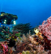 Species Presumed Extinct for 60 Years Found Alive by Underwater Drone