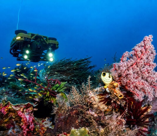 Species Presumed Extinct for 60 Years Found Alive by Underwater Drone