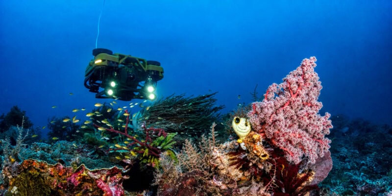 Species Presumed Extinct for 60 Years Found Alive by Underwater Drone